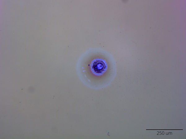 Laserinduzierte Schäden visualisiert duch DIK-Mikroskopie