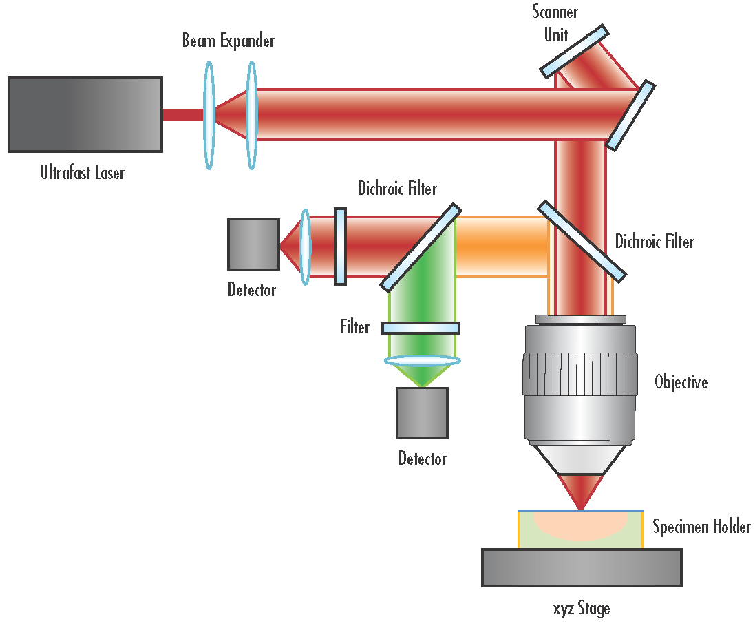Abbildung 4: Typisches Schema eines Multiphotonenmikroskopiesystems