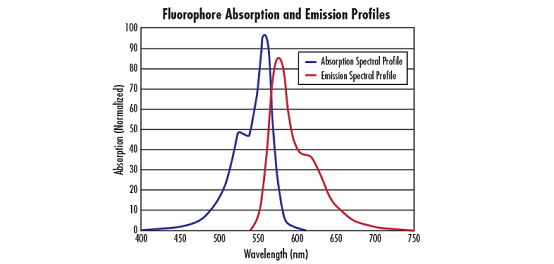 Fluorophore und Filter für die Fluoreszenzmikroskopie