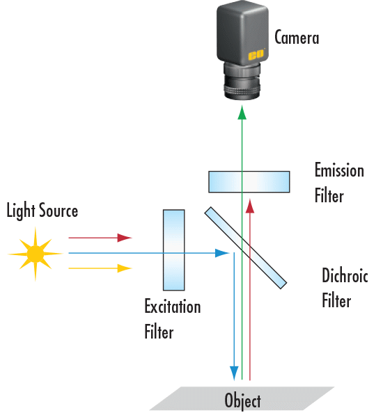 Typischer Aufbau eines Fluoreszenzmikroskops