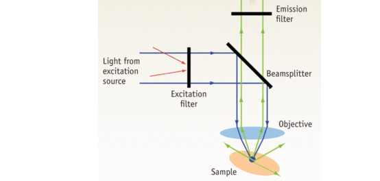 Optics optimizes fluorescence