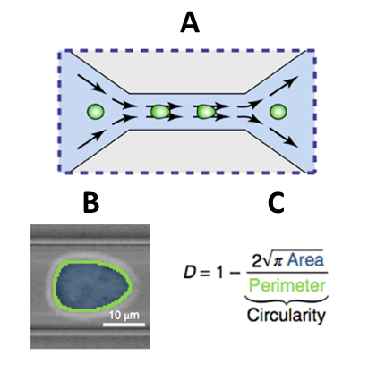 Abbildung 3: (A) veranschaulicht den Prozess einer RT-DC und wie Bilder wie (B) mit Hilfe der Hellfeld-Bildgebung erstellt werden, um den Verformbarkeitsindex (DI) der abgebildeten Zelle (C) zu bestimmen.